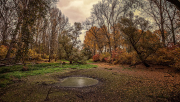 Картинка природа реки озера лес река