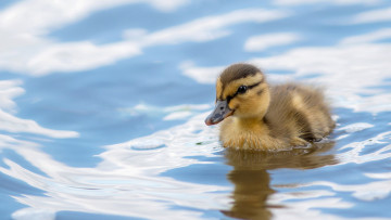 Картинка животные утки утенок
