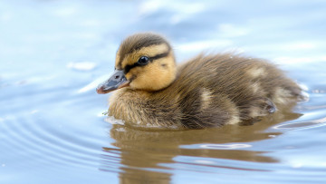 Картинка животные утки утенок