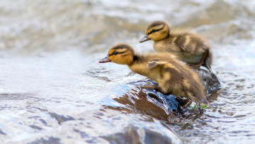 Картинка животные утки утята