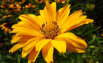 Картинка цветы космея макро