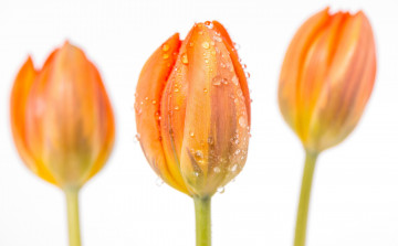 Картинка цветы тюльпаны лето природа