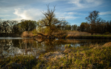 Картинка природа реки озера лес река