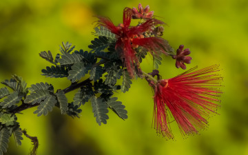 обоя цветы, акация, цветок