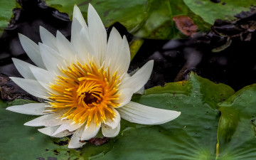 Картинка цветы лилии+водяные +нимфеи +кувшинки цветок