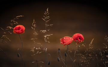 Картинка цветы маки природа лето