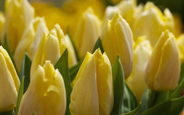 Картинка цветы тюльпаны листья бутоны желтые