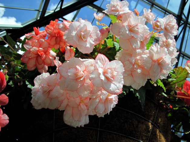 Обои картинки фото цветы, бегония, нежный