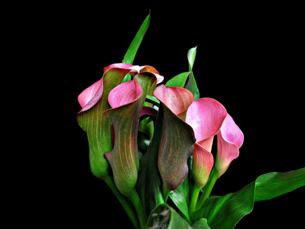 Обои картинки фото цветы, цветок