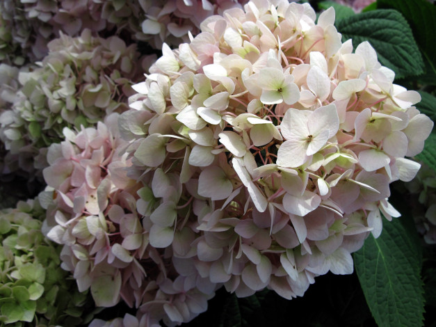 Обои картинки фото цветы, гортензия, лепестки