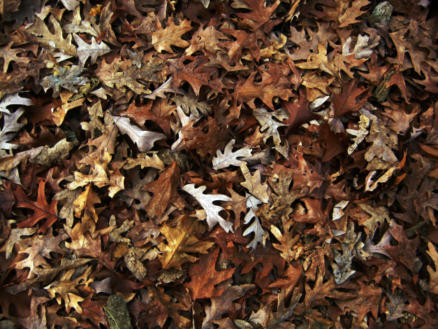 Обои картинки фото природа, листья, осень