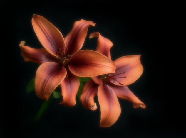 Обои картинки фото цветы, лилии,  лилейники, цветок