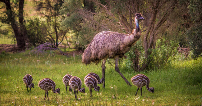 Обои картинки фото животные, страусы, птичка