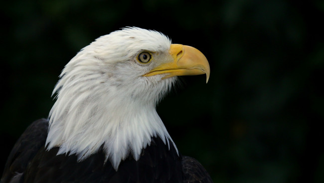 Обои картинки фото животные, птицы - хищники, птичка