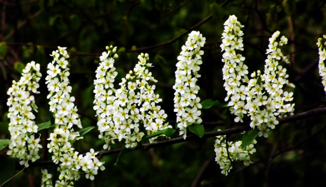 Обои картинки фото цветы, цветущие деревья ,  кустарники, черемуха