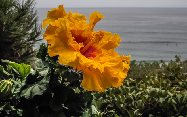 Обои картинки фото цветы, гибискусы, цветок