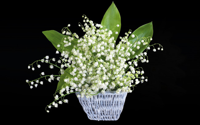 Обои картинки фото цветы, ландыши, весенний, майский