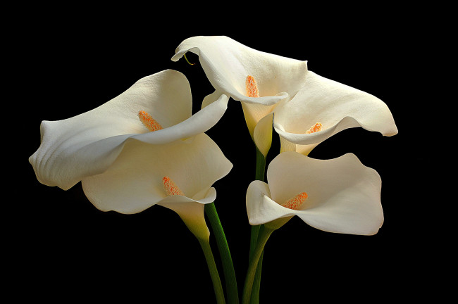 Обои картинки фото цветы, каллы, цветок