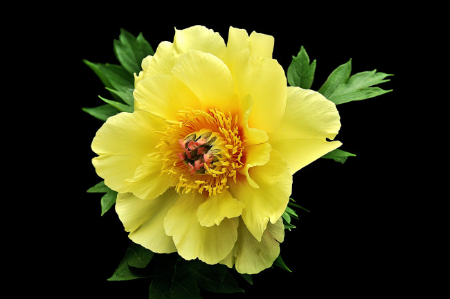 Обои картинки фото цветы, пионы, цветок