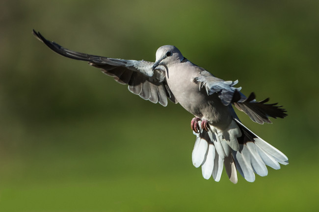 Обои картинки фото животные, голуби, птичка