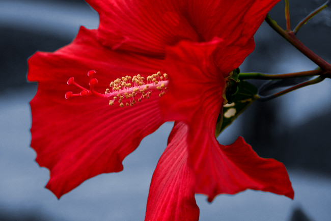 Обои картинки фото цветы, гибискусы, алый