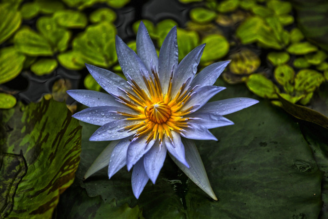 Обои картинки фото цветы, лилии водяные,  нимфеи,  кувшинки, цветок