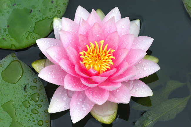 Обои картинки фото цветы, лилии водяные,  нимфеи,  кувшинки, цветок