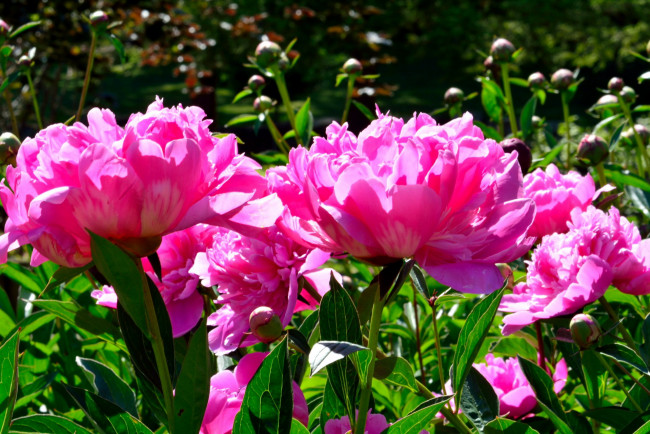 Обои картинки фото цветы, пионы, розовый