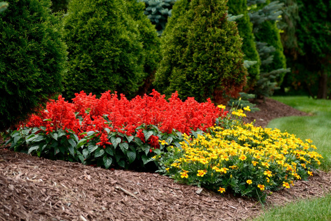 Обои картинки фото цветы, разные вместе, сальвия, бархатцы