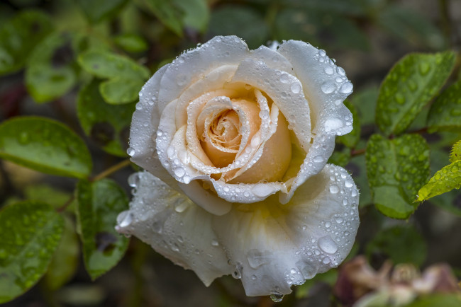 Обои картинки фото цветы, розы, цветок