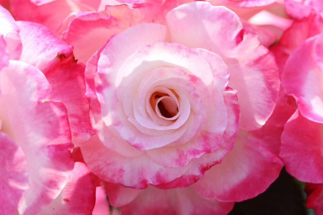 Обои картинки фото цветы, розы, лепестки, макро