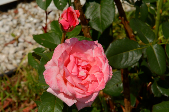 Обои картинки фото цветы, розы, розовый, бутон