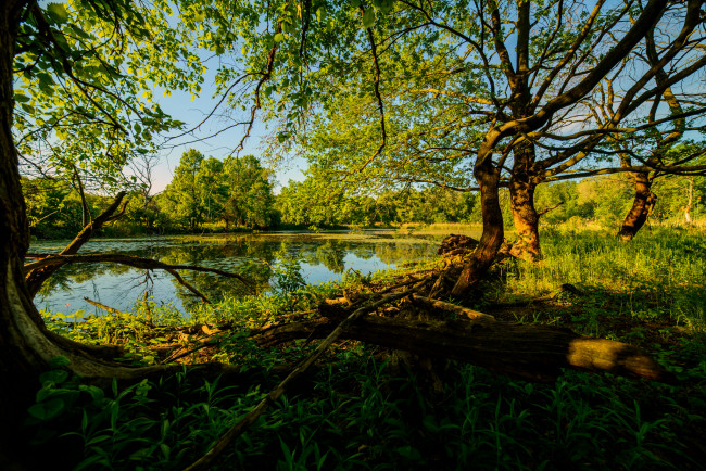 Обои картинки фото природа, реки, озера, река, лес