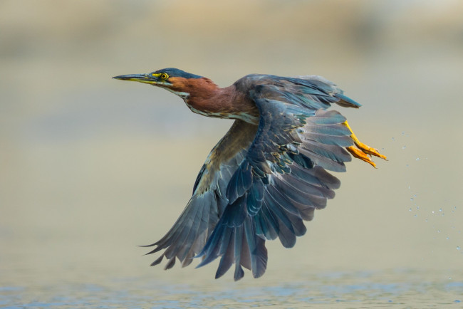 Обои картинки фото животные, цапли,  выпи, птичка