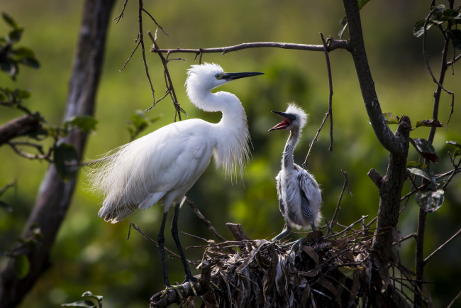 Обои картинки фото животные, цапли,  выпи, птичка