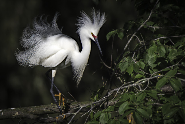 Обои картинки фото животные, цапли,  выпи, птичка