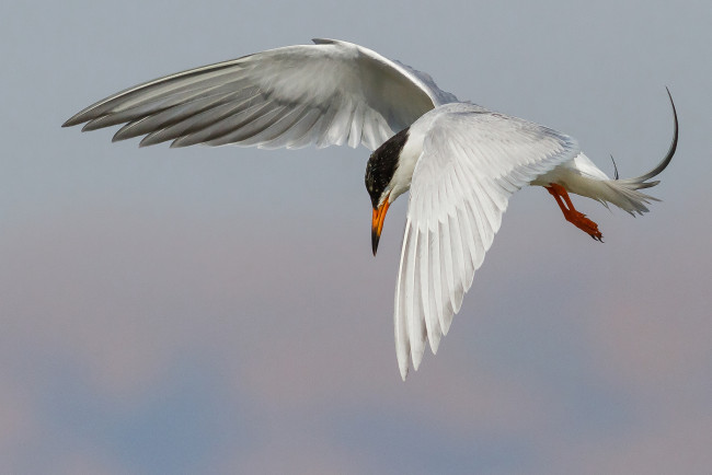 Обои картинки фото животные, Чайки,  бакланы,  крачки, птичка