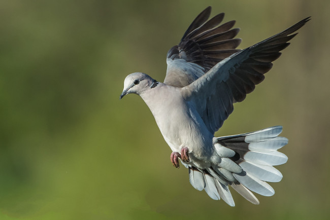 Обои картинки фото животные, голуби, птичка