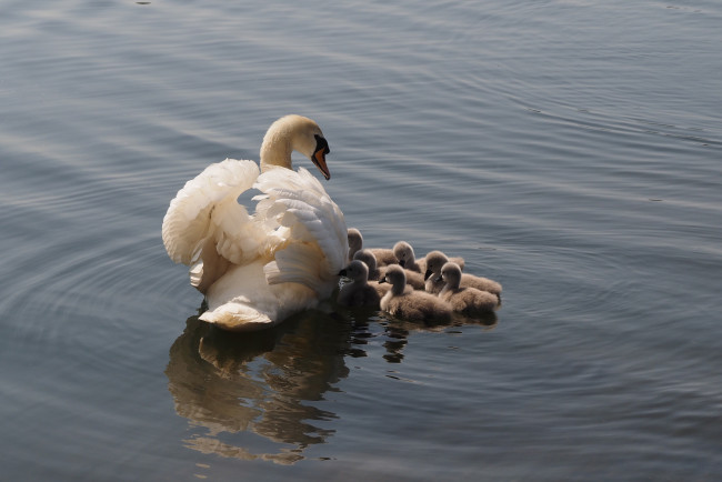 Обои картинки фото животные, лебеди, лето, озеро, лебедь