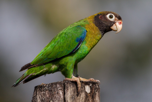 Обои картинки фото животные, попугаи, птичка
