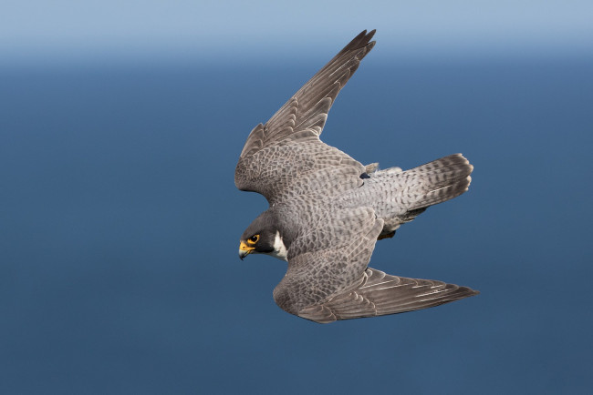 Обои картинки фото животные, птицы - хищники, птичка