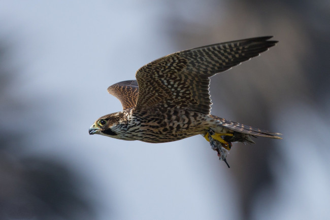 Обои картинки фото животные, птицы - хищники, птичка