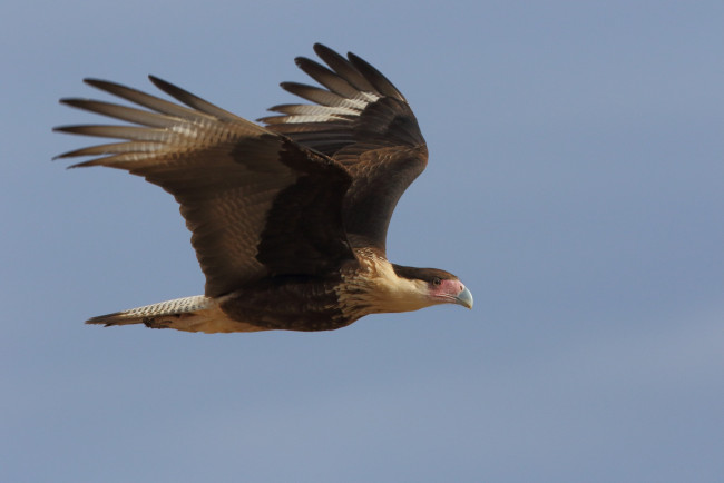 Обои картинки фото животные, птицы - хищники, птичка