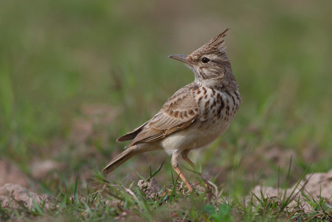 Обои картинки фото животные, птицы, птичка