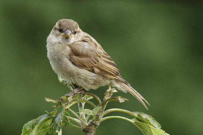 Обои картинки фото животные, воробьи, птичка