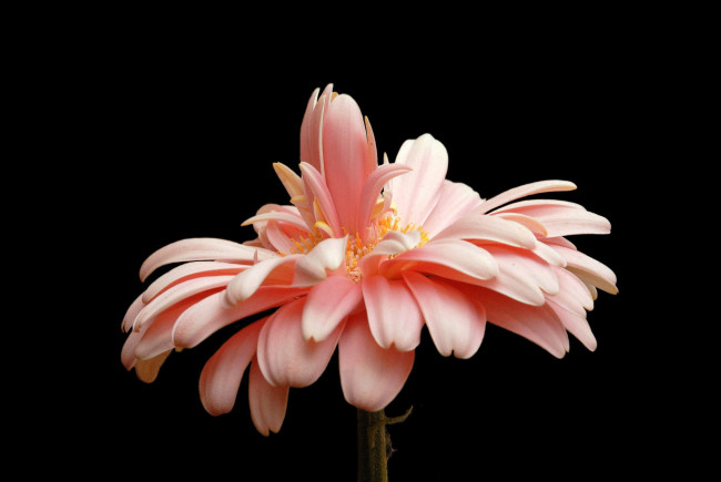 Обои картинки фото цветы, герберы, цветок