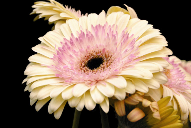 Обои картинки фото цветы, герберы, цветок