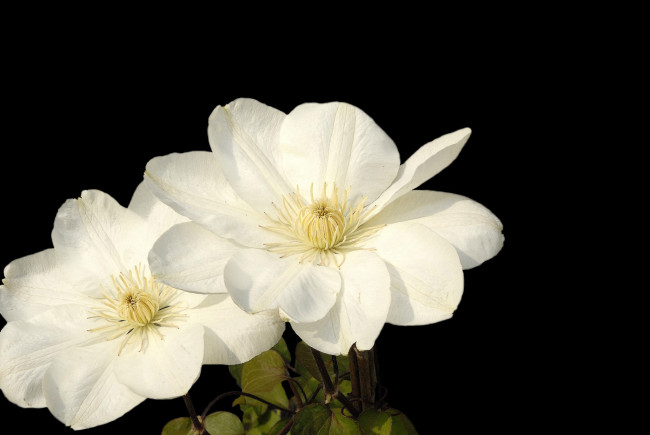 Обои картинки фото цветы, клематис , ломонос, цветок