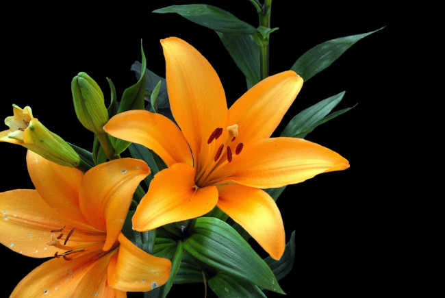 Обои картинки фото цветы, лилии,  лилейники, цветок