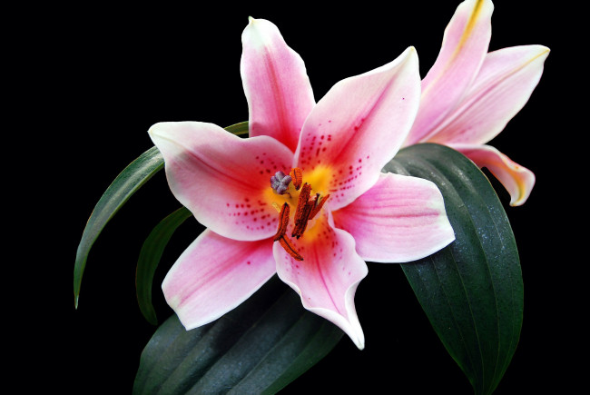 Обои картинки фото цветы, лилии,  лилейники, цветок